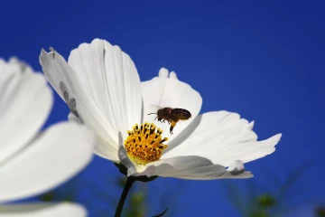 biene cosmea 2