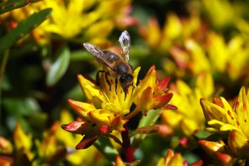 biene mauerpfeffer