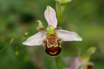 bienenragwurz