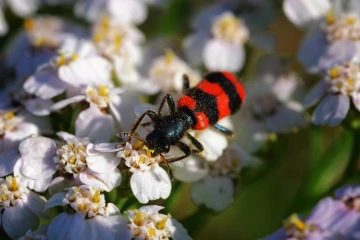bienenwolf 1