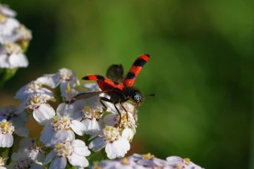 bienenwolf 2