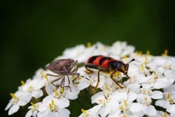 bienenwolf wanze