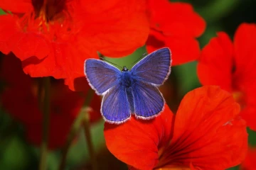 blaueling kresse 1