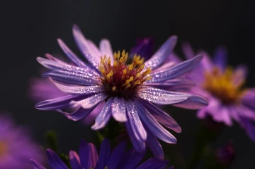 blume im tau