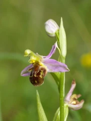 bollenberg bienenragwurz