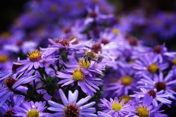 fliege aster1