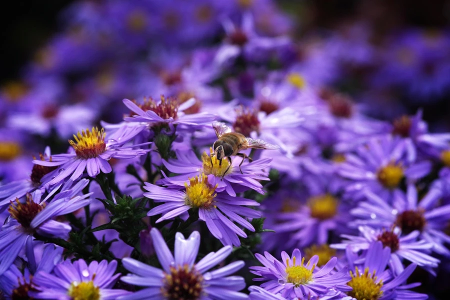 fliege aster1