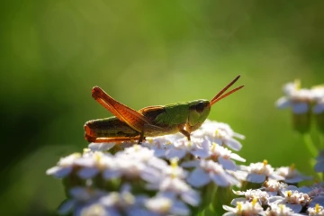 heidegrashuepfer 1