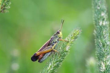 heidegrashuepfer 3