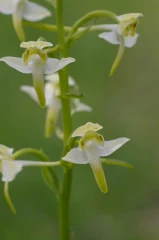 hyazynte breitkoelbchen
