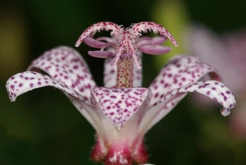 japanische kroetenlilie  tricyrtis hirta