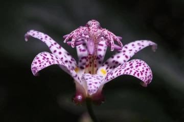 japanische kroetenlilie tricyrtis hirta 02