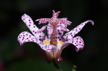 japanische kroetenlilie tricyrtis hirta