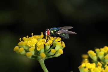 kaisergoldfliege 1