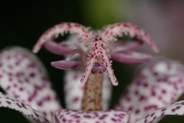 kroetenlilie 3