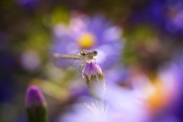 libelle blumen