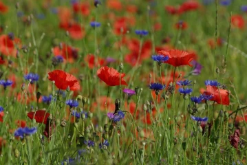 mohnfeld ackerblume
