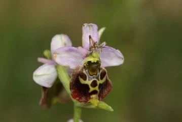 orchis 2
