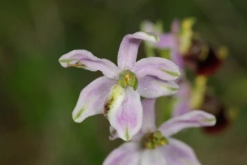 orchis bastard