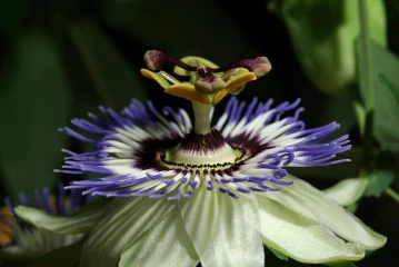 passiflora