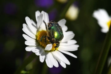 rosenkaefer 01