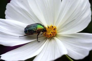 rosenkaefer cosmea 3