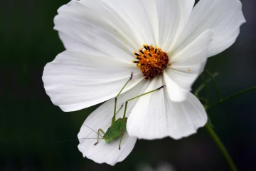 schrecke cosmea 1