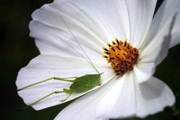 schrecke cosmea 2