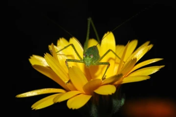 schrecke ringelblume 1