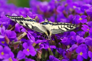 schwalbenschwanz schmetterling 1