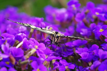 schwalbenschwanz schmetterling 2