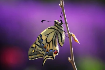 schwalbenschwanz schmetterling 7