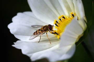 schwebfliege cosmea 1