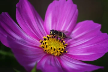 schwebfliege cosmea 2