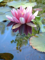 seeleger moor seerose