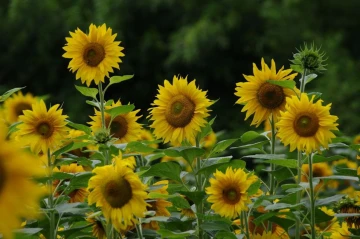 sonnenblume