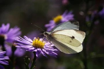 weissling aster 1