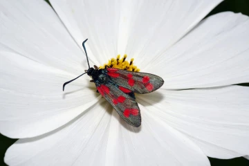 widderchen cosmea 1