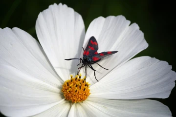 widderchen cosmea 2