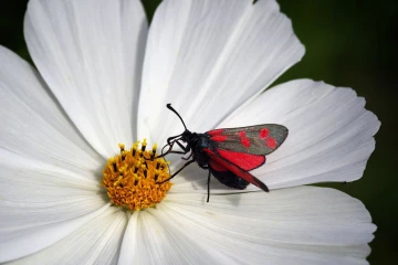 widderchen cosmea 3