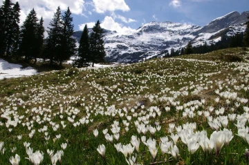 krokus