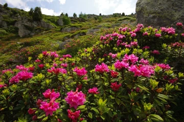 alpenrosen