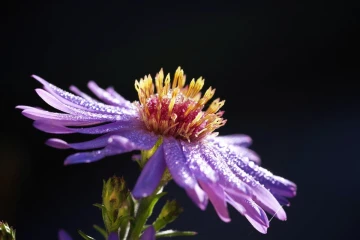 aster tau2