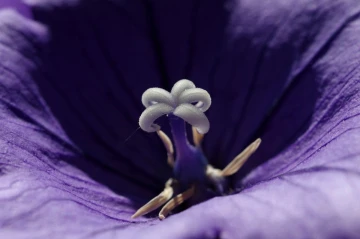 balonblume