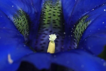 blauer enzian3