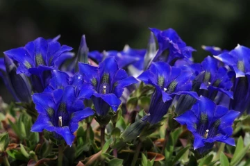 blauer enzian4