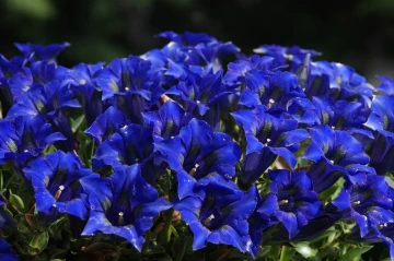 blauer enzian8