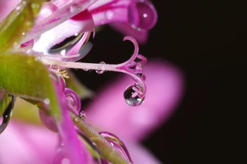 blume mit tropfen