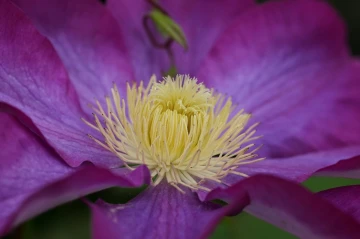 camelia