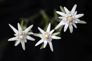 edelweiss2